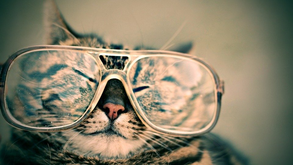 Cat, Glasses, Eyewear, Pet, Furry, Animal, Funny, Cute