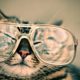 Cat, Glasses, Eyewear, Pet, Furry, Animal, Funny, Cute